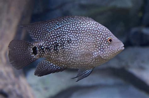 Mbuna Cichlids 101: Types, Size, Diet, Tank Mates & More .
